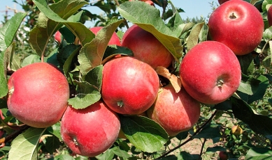 Названо вітчизняні сорти яблунь, стійких до борошнистої роси - AgroTimes